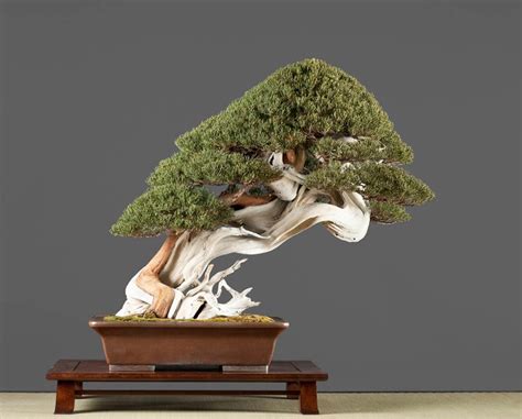 Powerful Bonsai With Brilliant Deadwood Bonsai Bark