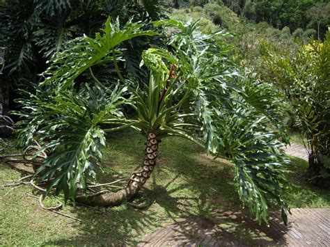 Split leaf philodendron have large, green leaves that split from the leaf edge to the center vein. Lacy Tree Philodendron bipinnatifidum Selloum - 20 Seeds