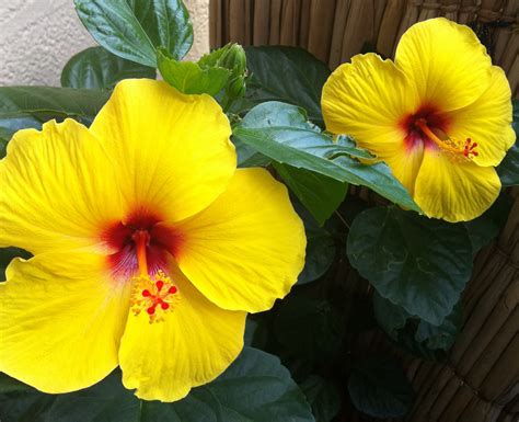 Las 7 Mejores Flores Tropicales Para Tu Jardín Living Magazine