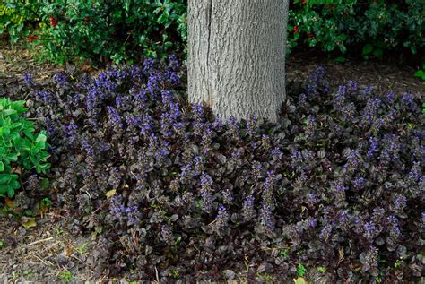 9 Best Perennial Ground Covers For Shade Great Garden Plants