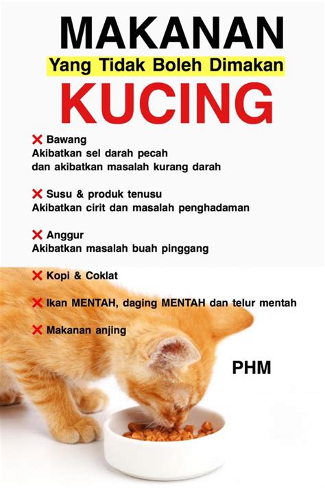 Check spelling or type a new query. Ini Makanan Yang Tidak Boleh Kucing Makan. Salah Makan ...