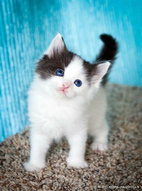 Pin By Margie On Cute Animals Cute Fluffy Kittens Cute Baby Cats