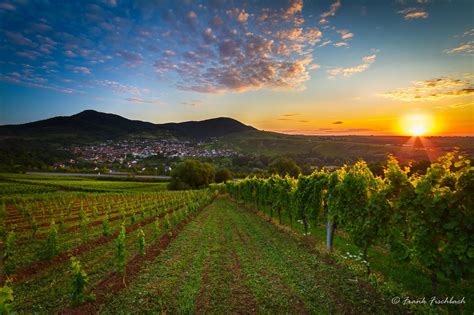 Vineyard With Colorful Sunrise In Pfalz Germany New Zealand Wine
