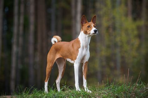 13 Quietest Dog Breeds That Make Peaceful Companions