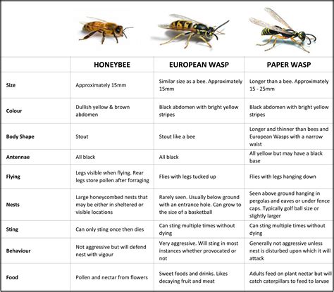 Bees Vs Wasps Comparison Chart • Perth Pest Control