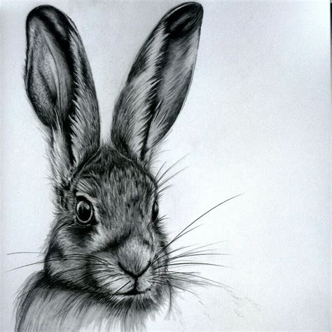 Hare Graphite Sketch Рисунок кролика Животные Рисунок