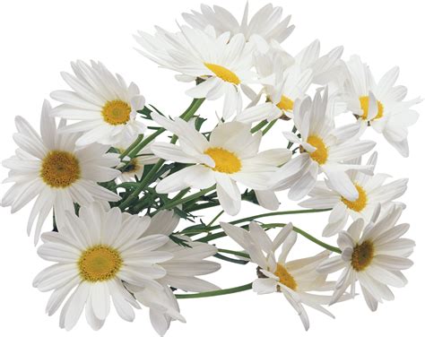 daisy png tumblr - Transparent Daisy Tumblr - Transparent Background png image