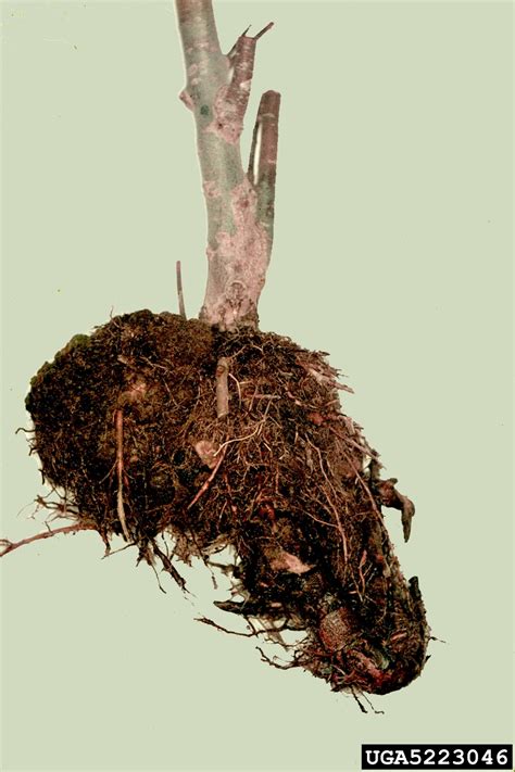 Maybe you would like to learn more about one of these? crown gall (Rhizobium radiobacter ) on weeping willow ...