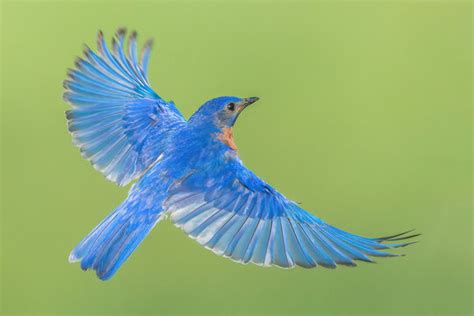 Eastern Bluebird Images Browse 4417 Stock Photos Vectors And