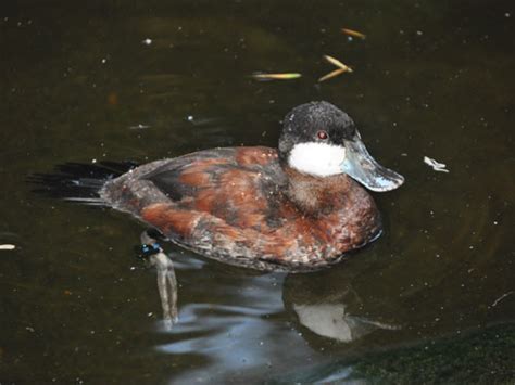 Oxyura Jamaicensis Jamaicensis Ruddy Duck In Seaworld San Diego