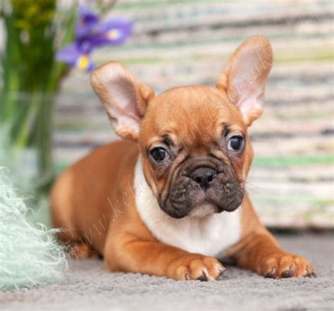 Reid raised dogs his entire life but realized this was a very special breed. French Bulldogs - Kellys Kennels
