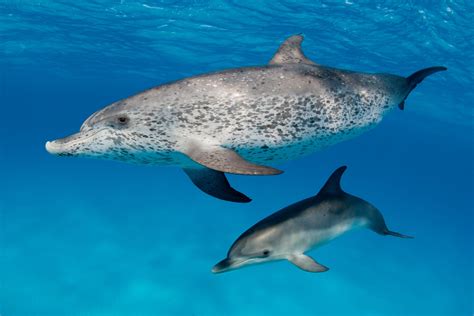 Overview Of Atlantic Spotted Dolphin