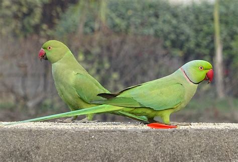Indian Ringneck Parrot Parakeet Breeding Description Habit Food