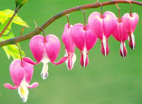 Dicentra are quick to come up in the spring, and their long stems with pendulous, romantic flowers beg to be admired. Romantic Flowers: Bleeding Heart