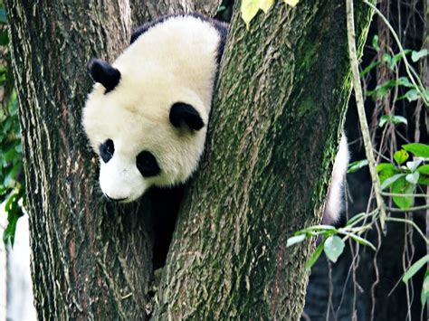 Why You Should See Giant Pandas In Chengdu Without A Tour — Mog And Dog