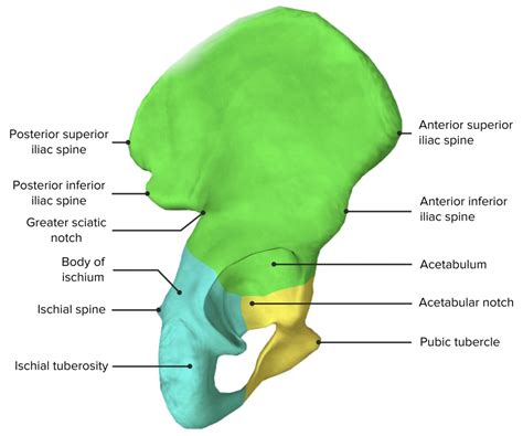 Ossos Da Bacia Anatomia