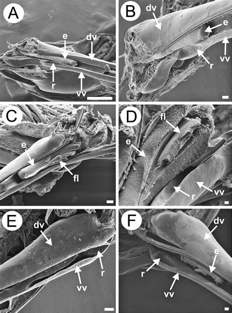 A D A Homolobus Truncator Latero Ventral View Of The Ovipositor With Download Scientific