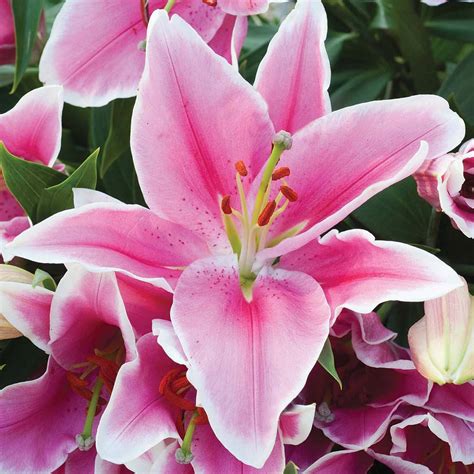 She quickly went into how bad lilies were and while she talked i scoured the internet looking up effects of lilies on cats. Does anyone else reckon pink lilies smell a bit like cat piss?