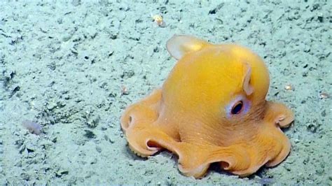 Dumbo Octopus Deepest Octopus Dwellers They Hover Along The Oceans