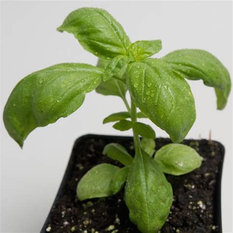 Basil Genovese Sweet Basil In 2020 Basil Plant