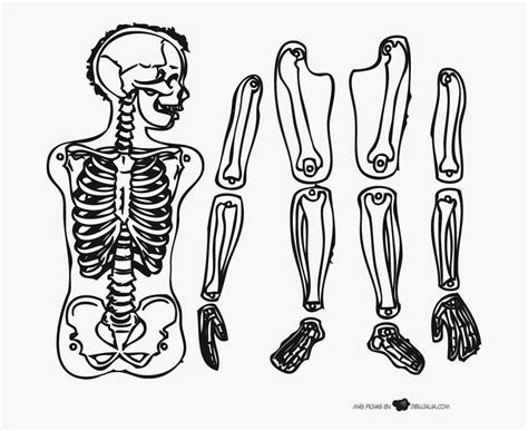 Esqueleto Humano Para Imprimir Recortar E Montar Dese Vrogue Co