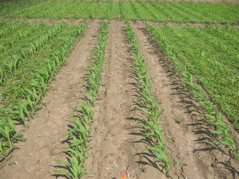 This form of companion planting can save the main crop from decimation by pests without the use of pesticides. waterhemp_corn_integrity_2020 - Field Crop News