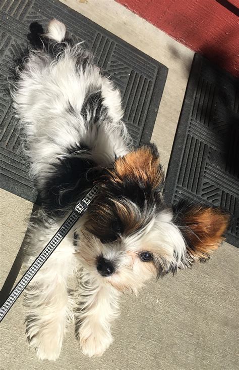 Innocent eyes and wagging tails baby dogs galore cute baby puppies cute