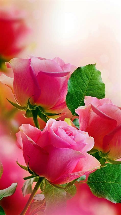 Beautiful Pink Roses Wallpaper Download Mobcup
