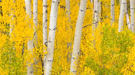 42 16942070 Golden Aspen Trees Grove In Rocky Mountains In Flickr