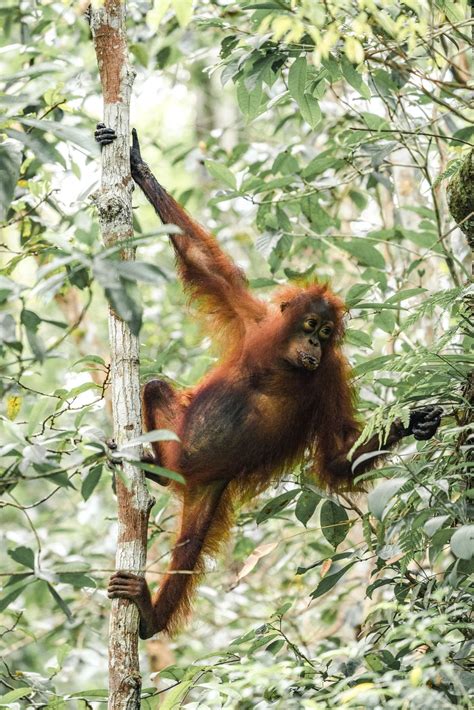In this lesson, you will learn a list of common wild animal names in english with esl pictures and example sentences to help you expand your. Discovering Indonesia's Wildlife, From Orangutans to Komodo Dragons - The New York Times in 2020 ...