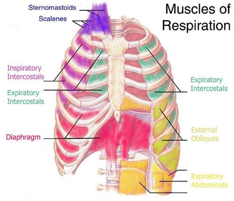 Breathing As Spinal Massage Gokhale Method Institute