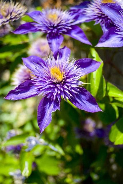A bit of a wild card, they are very useful for vibrant floral wisdom and my compliments are associated with the purple iris. purple yellow flowers photo.jpg Hi-Res 720p HD