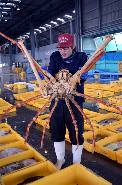 The japanese spider crab macrocheira kaempferi is mostly limited to the pacific side of the japanese islands, konshu and kyushu, usually at a latitude between 30 and 40 degrees north. Photo Journal: Giant spider crab grab - The Mainichi