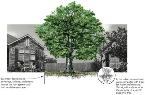 Urban Tree Stress Treenewal Certified Arborist