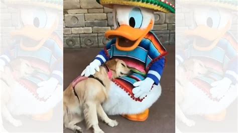 Dog Meets Donald Duck Whatfollows Is Absolutely