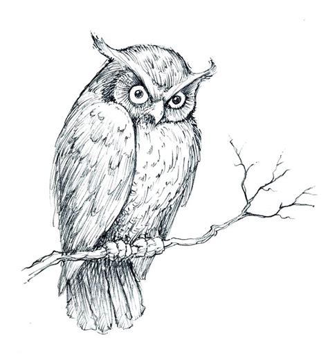 Original Owl Sketch By Tom Milner Owl Sketch Owls Drawing Draw Animal