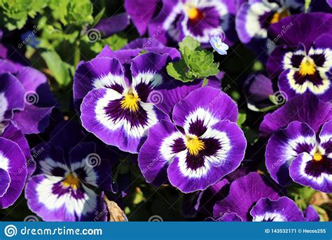 Purple And White Flowers With Yellow Center Pin On Irises Huge