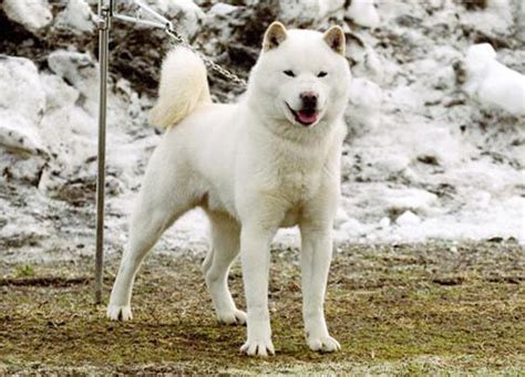 Hokkaido Inu Dog With Images Hokkaido Dog Jindo Dog Puppies Jindo Dog