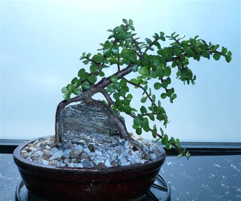 Bonsai classes will be starting again this winter. Jersey Gardener: Creating New Bonsai