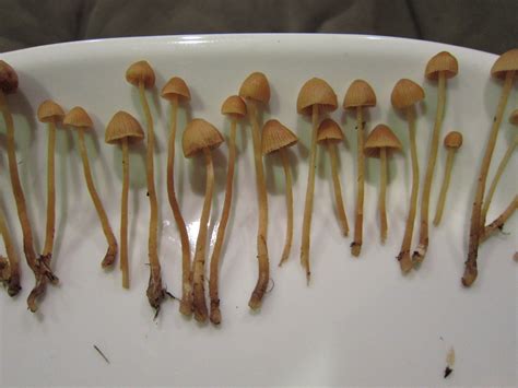 Finding Magic Mushrooms In England All Mushroom Info