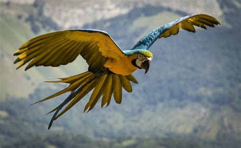 Blue And Yellow Macaw 5k Wallpapers Hd Wallpapers Id 20379 Images
