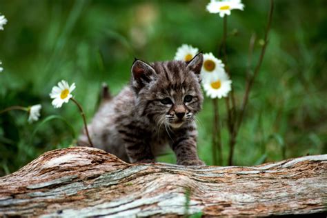 Cute Animals With Flowers To Make You Smile Petal Talk