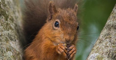 Cheeky Red Squirrel Forgets To Bury Nuts And Goes Full Frontal In