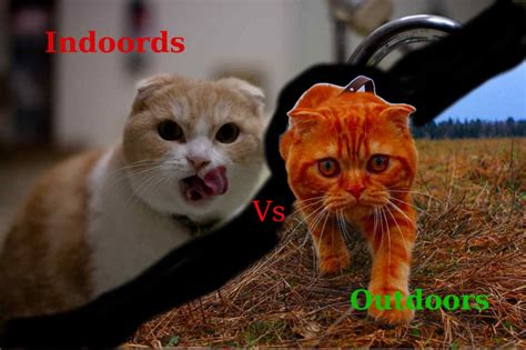 Outdoor cats live often helps pet owners decide how much they really want to keep outdoor cats. Indoor vs Outdoor Lifestyle For Cats | Scottish Fold Love 2015