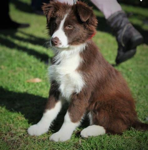 Collie Border Collie Puppies Brown Border Collie Cute Dogs