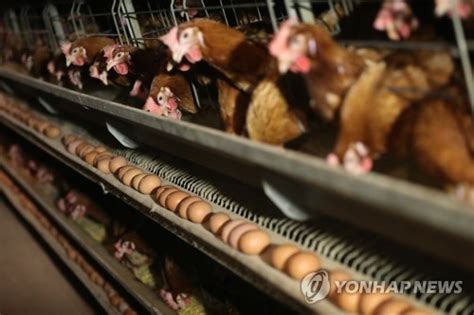 동물단체 살충제 계란 주범은 농식품부공장식 축산 방치 세계일보