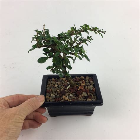 Live Bonsai Tree Fukien Tea Bloom With Tiny White Flowers And Berries
