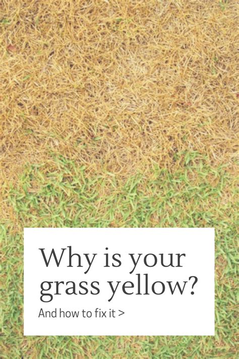 Why Your Grass Is Yellow And How To Fix It Grass Lawn Care Tips