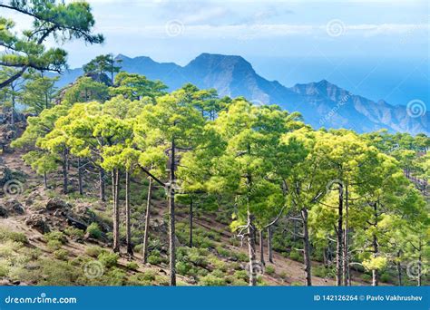 Mountain Landscape With Green Pine Trees Stock Photo Image Of Canaria