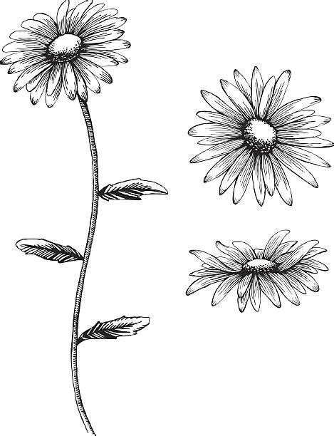 An Illustration Of A Daisy In Black And White Vector Art Illustration